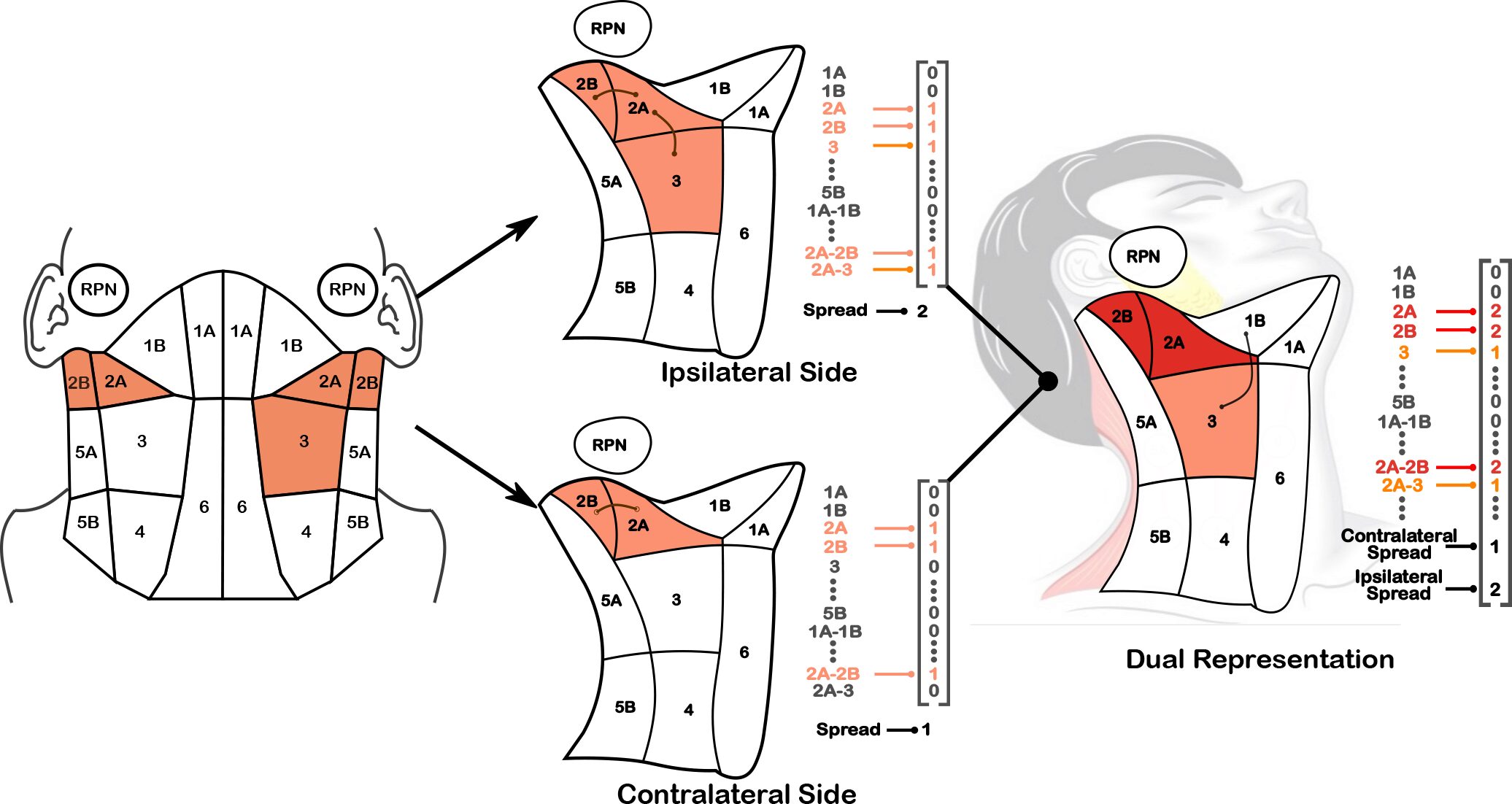 Precision toxicity correlates of tumor spatial proximity to organs at risk in cancer patients receiving intensity-modulated radiotherapy