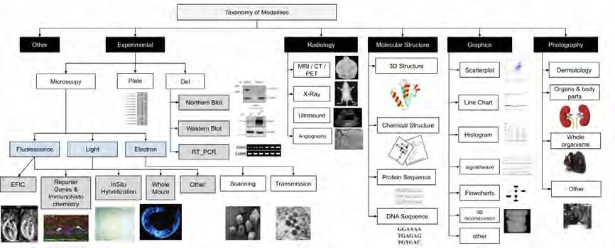 EVLers Juan Trelles Trabucco, Carla Floricel and Professor Elisabeta Marai Biocuration Research Recognized by IEEE BIBM 2023