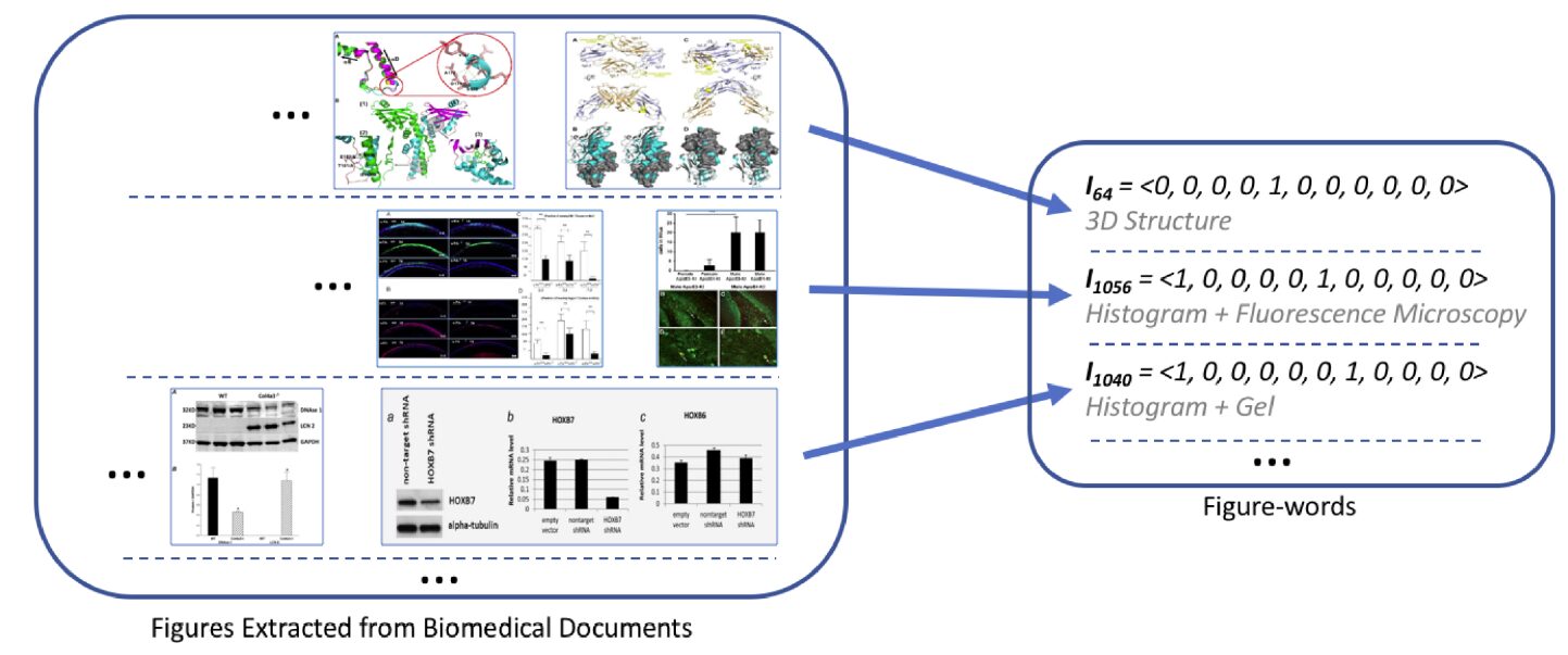 Utilizing Image and Caption Information for Biomedical Document Classification