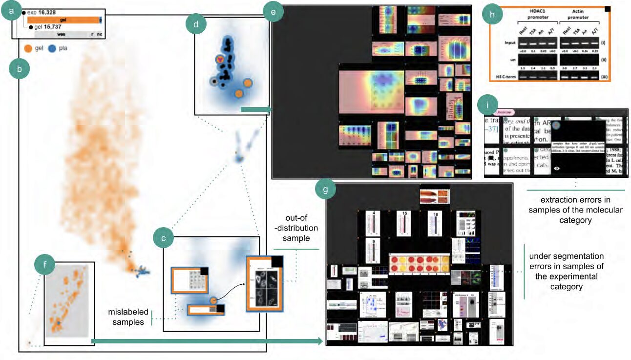 BI-LAVA: Biocuration with Hierarchical Image Labeling through Active Learning and Visual Analytics
