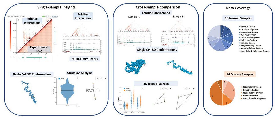 ChromPolymerDB: A High-Resolution Database of Single-Cell 3D Chromatin Structures for Functional Genomics
