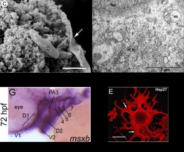 EVL Faculty G.E. Marai Awarded NIH COVID-19 Supplement