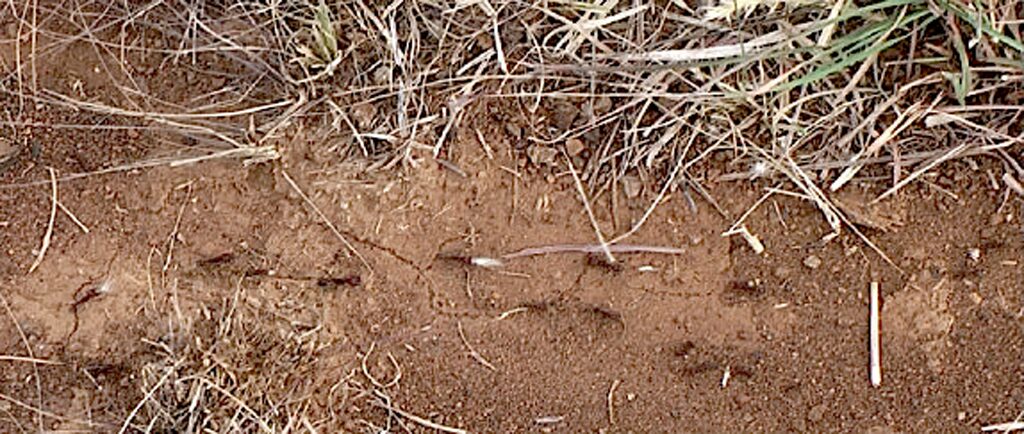 A Human-Computer Collaborative Workflow for the Acquisition and Analysis of Terrestrial Insect Movement in Behavioral Field Studies