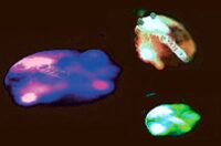 Interpreting Sangyoon Lee’s concept of life force