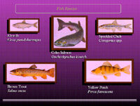 Visualization for the Management of Renewable Resources in an Uncertain Environment