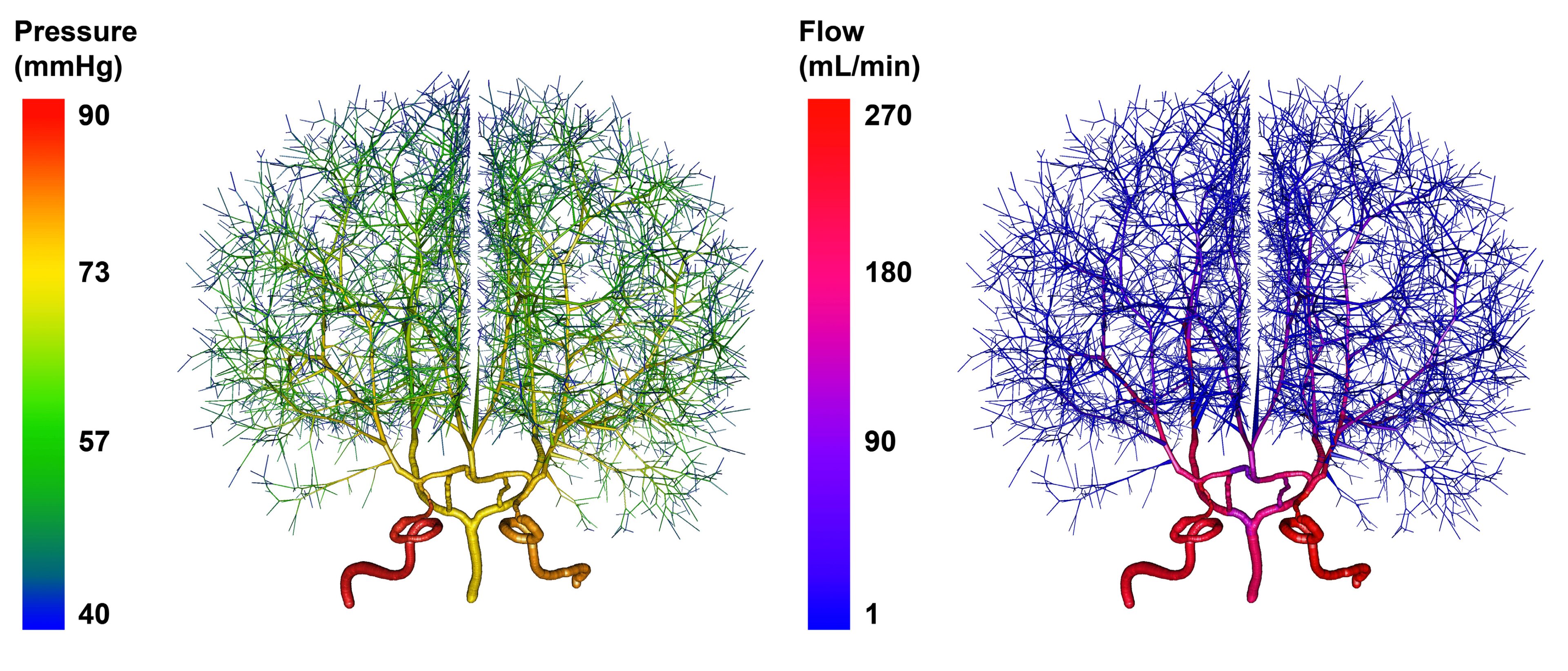Brain Vascular Reconstruction, Simulation, and Visualization