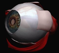 Virtual Reality Vitrectomy Simulator